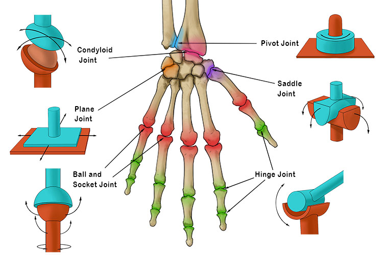 All the synovial joints can be found in the hand, including the plane, hinge, pivot, condyloid, saddle and ball and socket